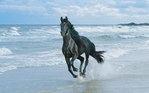 Preview wallpaper horse, beach, running, sand, spray