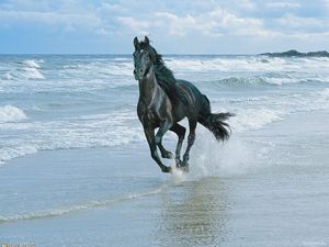 Preview wallpaper horse, beach, running, sand, spray