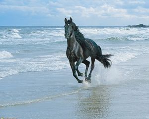 Preview wallpaper horse, beach, running, sand, spray