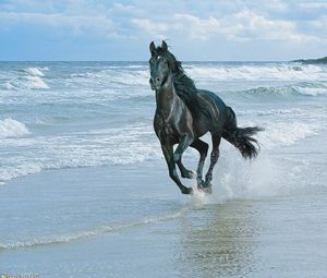 Preview wallpaper horse, beach, running, sand, spray
