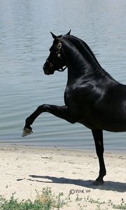 Preview wallpaper horse, beach, sand, walking