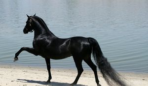 Preview wallpaper horse, beach, sand, walking