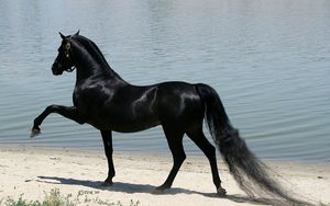 Preview wallpaper horse, beach, sand, walking