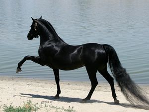 Preview wallpaper horse, beach, sand, walking