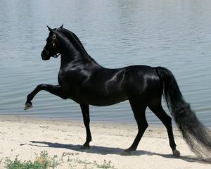 Preview wallpaper horse, beach, sand, walking