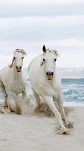 Preview wallpaper horse, beach, sand, tabun