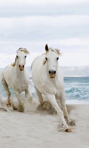 Preview wallpaper horse, beach, sand, tabun