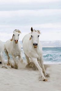 Preview wallpaper horse, beach, sand, tabun