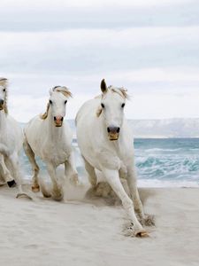 Preview wallpaper horse, beach, sand, tabun