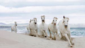 Preview wallpaper horse, beach, sand, tabun