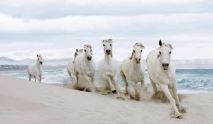 Preview wallpaper horse, beach, sand, tabun