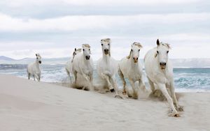 Preview wallpaper horse, beach, sand, tabun