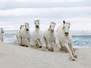 Preview wallpaper horse, beach, sand, tabun