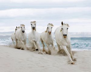 Preview wallpaper horse, beach, sand, tabun