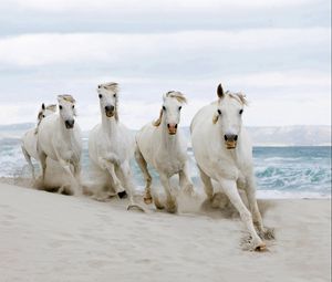 Preview wallpaper horse, beach, sand, tabun