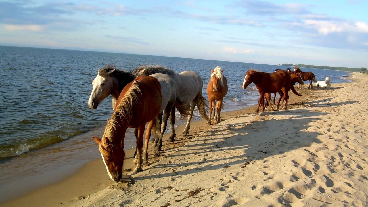 Wallpaper horse, beach, sea, sand, herd