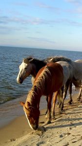 Preview wallpaper horse, beach, sea, sand, herd