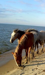 Preview wallpaper horse, beach, sea, sand, herd