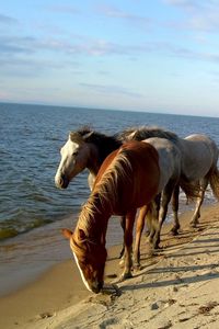 Preview wallpaper horse, beach, sea, sand, herd