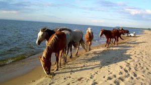 Preview wallpaper horse, beach, sea, sand, herd