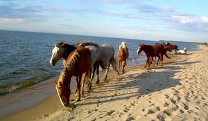 Preview wallpaper horse, beach, sea, sand, herd