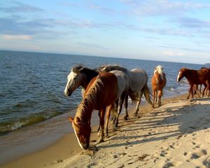 Preview wallpaper horse, beach, sea, sand, herd