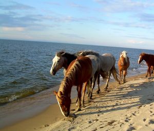 Preview wallpaper horse, beach, sea, sand, herd