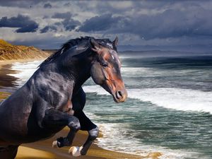 Preview wallpaper horse, beach, sea, wave