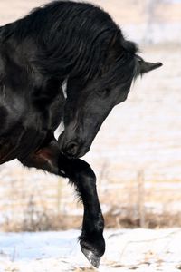 Preview wallpaper horse, black, leg