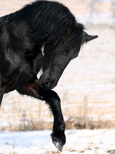 Preview wallpaper horse, black, leg