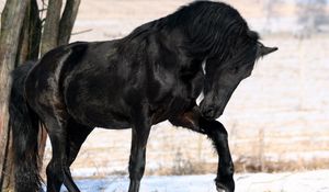 Preview wallpaper horse, black, leg