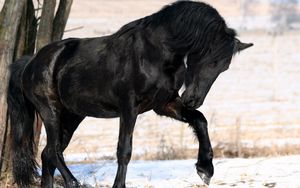 Preview wallpaper horse, black, leg