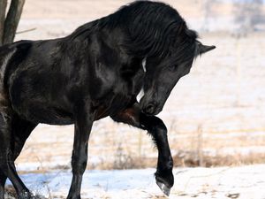 Preview wallpaper horse, black, leg