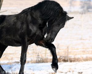 Preview wallpaper horse, black, leg