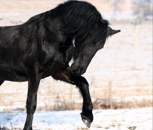 Preview wallpaper horse, black, leg