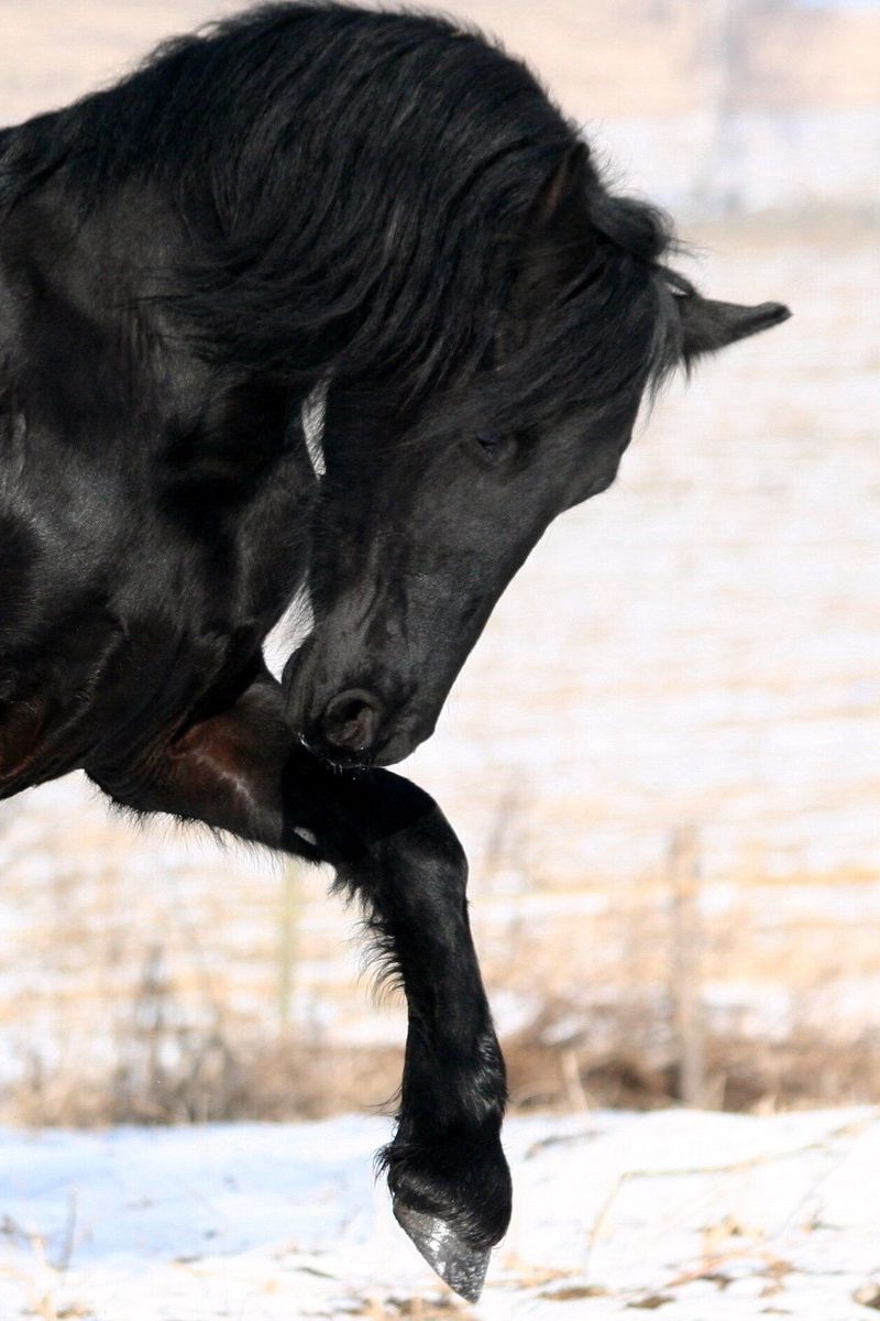 Download Wallpaper 800x10 Horse Black Leg Iphone 4s 4 For Parallax Hd Background