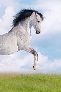 Preview wallpaper horse, black mane, grass