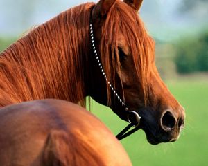 Preview wallpaper horse, bridle, mane, beautiful