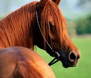 Preview wallpaper horse, bridle, mane, beautiful