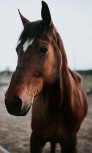 Preview wallpaper horse, brown, look