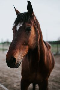 Preview wallpaper horse, brown, look