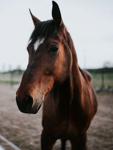 Preview wallpaper horse, brown, look