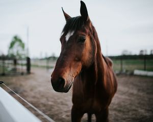 Preview wallpaper horse, brown, look