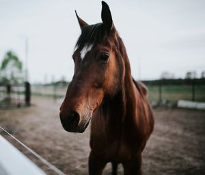 Preview wallpaper horse, brown, look