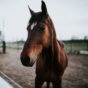 Preview wallpaper horse, brown, look