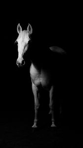 Preview wallpaper horse, bw, dark, minimalism