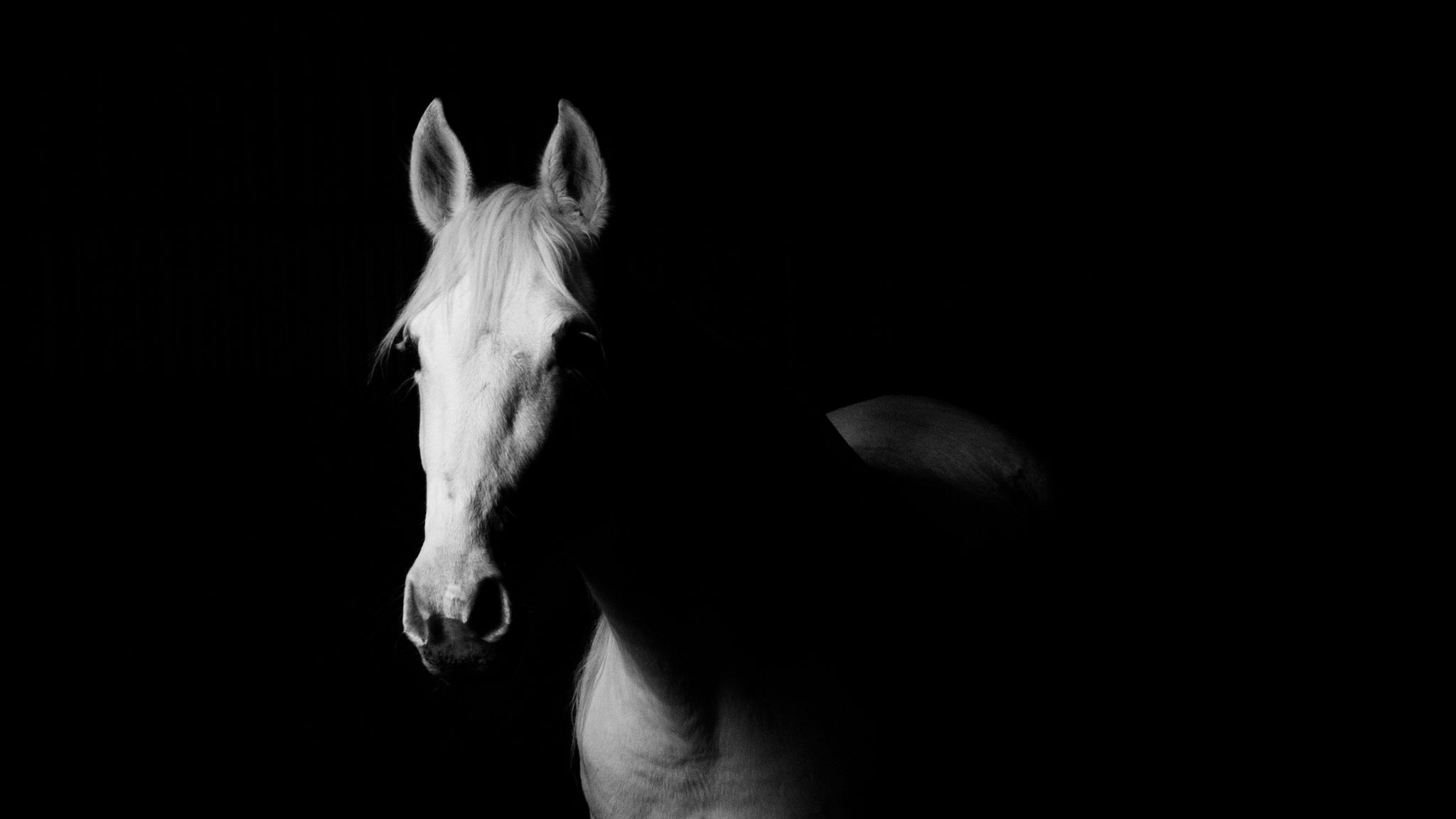 Лошадь на черном фоне. Конь в темноте. Конь на черном фоне. Лошадь на темном фоне.
