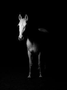 Preview wallpaper horse, bw, dark, minimalism