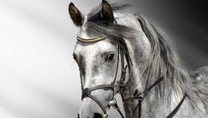 Preview wallpaper horse, cart, color, head