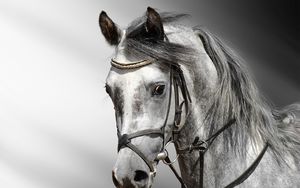 Preview wallpaper horse, cart, color, head